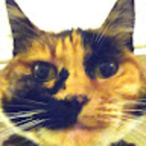 Meet your Posher, Cheeto